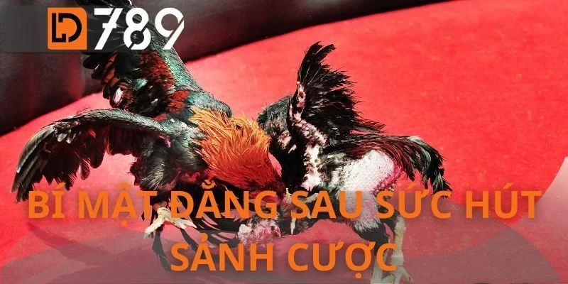 Bí mật đằng sau sức hút sảnh cược