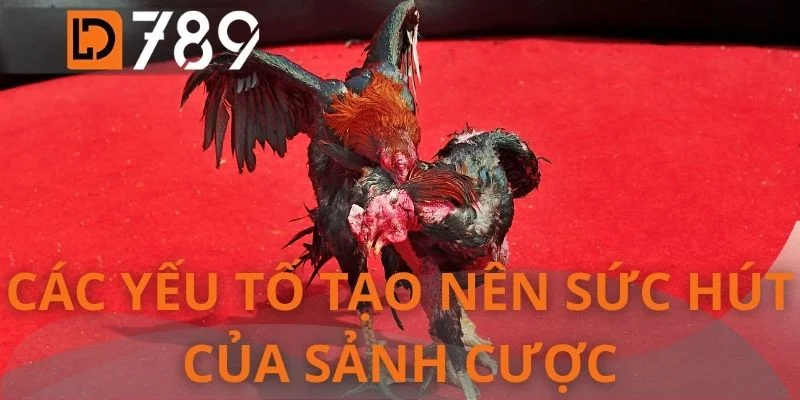 Các yếu tố tạo nên sức hút của sảnh cược