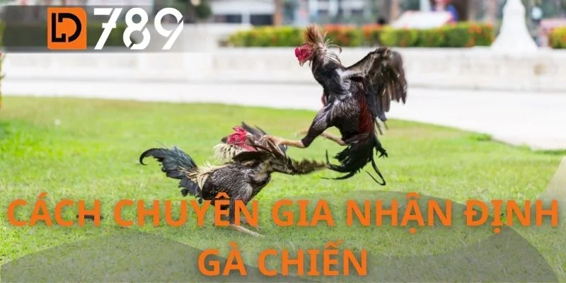 Cách chuyên gia nhận định gà chiến