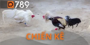 Chiến Kê LD789 - Đấu Trường Của Những Võ Sĩ Bất Bại