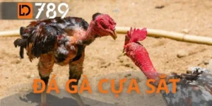 Đá Gà Cựa Sắt - 7 Tuyệt Kỹ Soi Kèo Đọc Vị Bất Bại