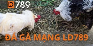 Đá Gà Mạng LD789 - Soi Kèo Đỉnh Cao Chinh Phục Mọi Trận Đấu