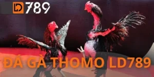Đá Gà Thomo LD789 - Đấu Trường Số 1 Trực Tiếp Từ Campuchia