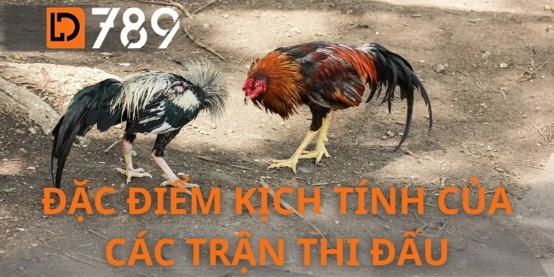 Đặc điểm kịch tính của các trận thi đấu