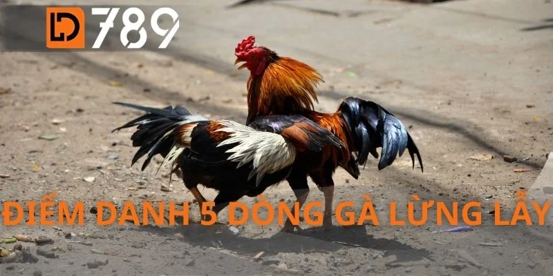 Điểm danh 5 dòng gà lừng lẫy