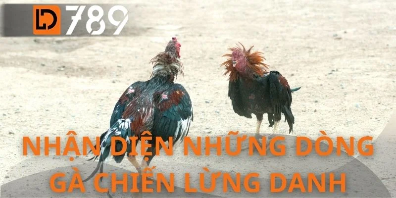 Nhận diện những dòng gà chiến lừng danh