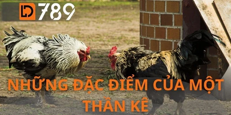 Những đặc điểm của một thần kê