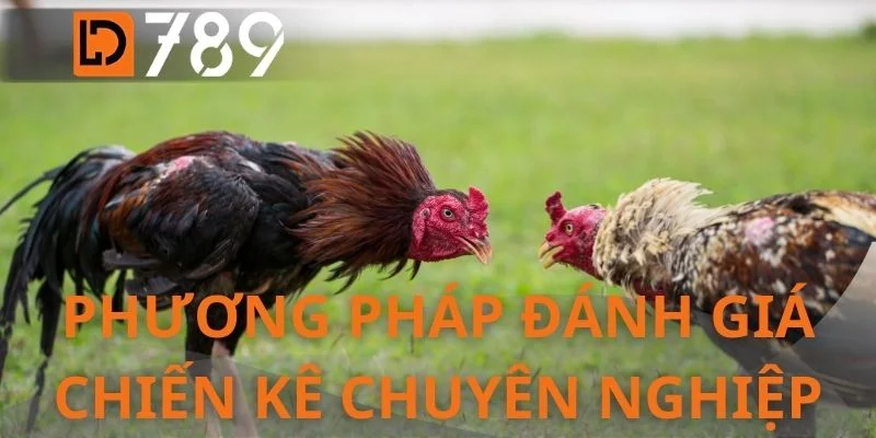 Phương pháp đánh giá chiến kê chuyên nghiệp