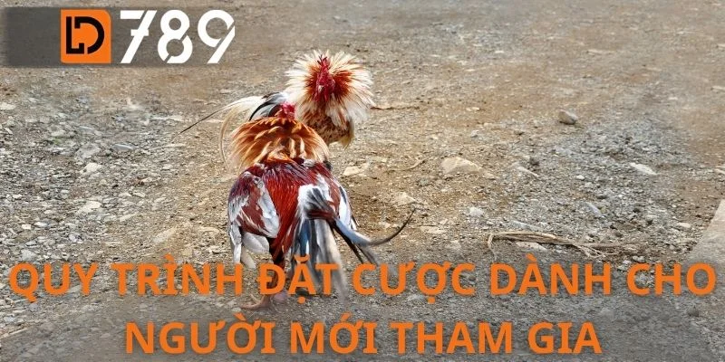 Quy trình đặt cược dành cho người mới tham gia