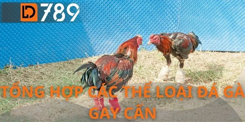 Tổng hợp các thể loại đá gà gay cấn